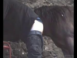 Creampie Horse